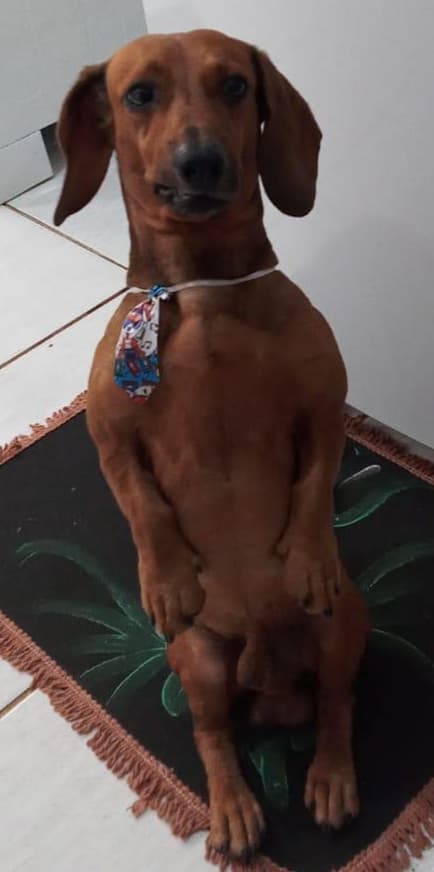 Paçoca, the family's first dachshund