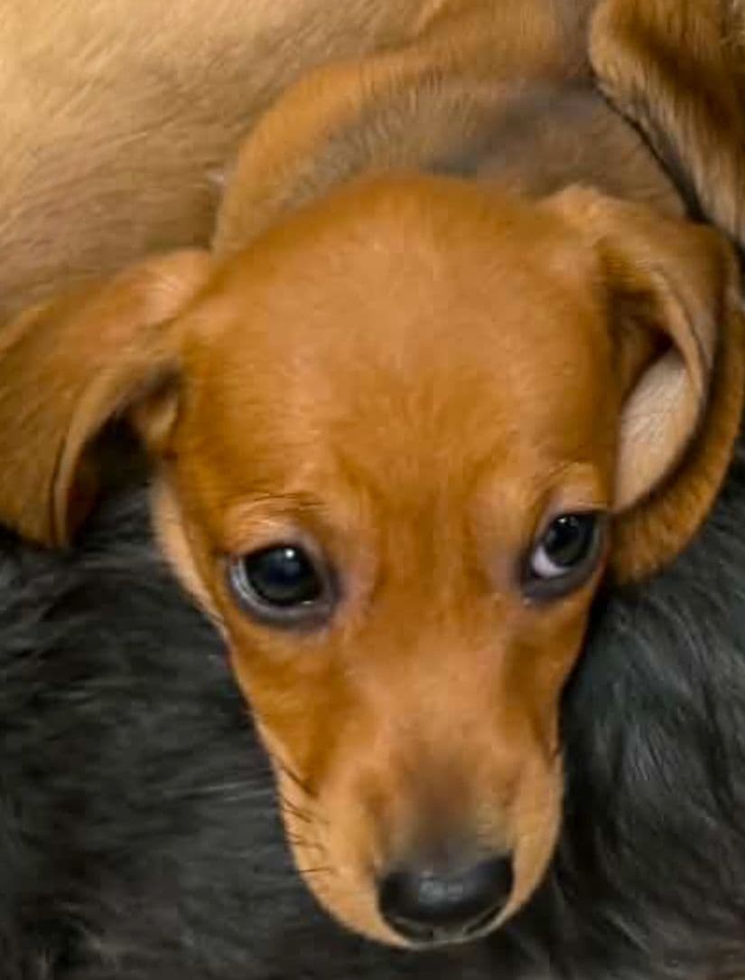 Pipoca, the family's dachshund puppy